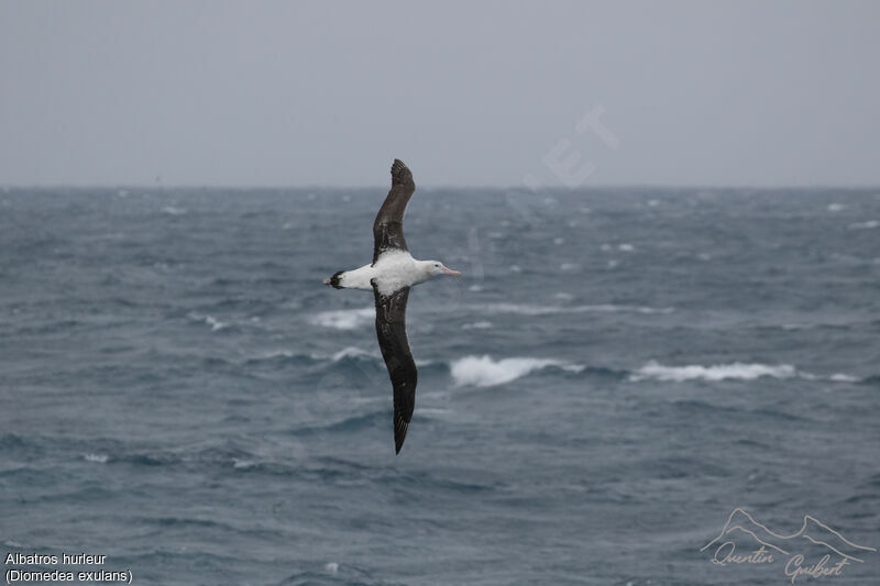 Snowy Albatross