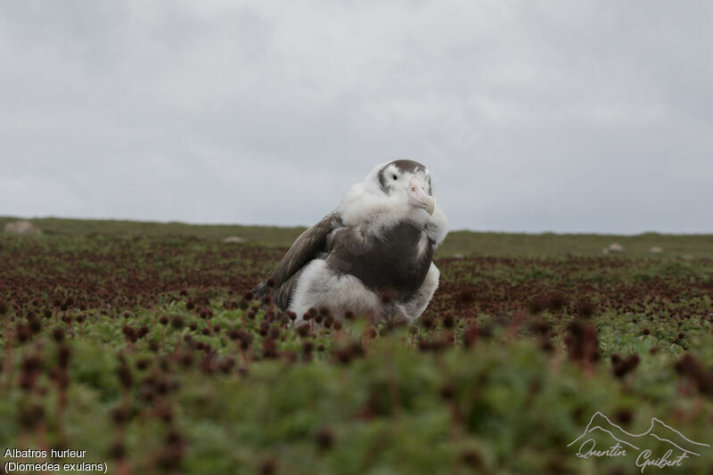 Snowy Albatross