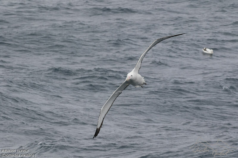 Albatros hurleur