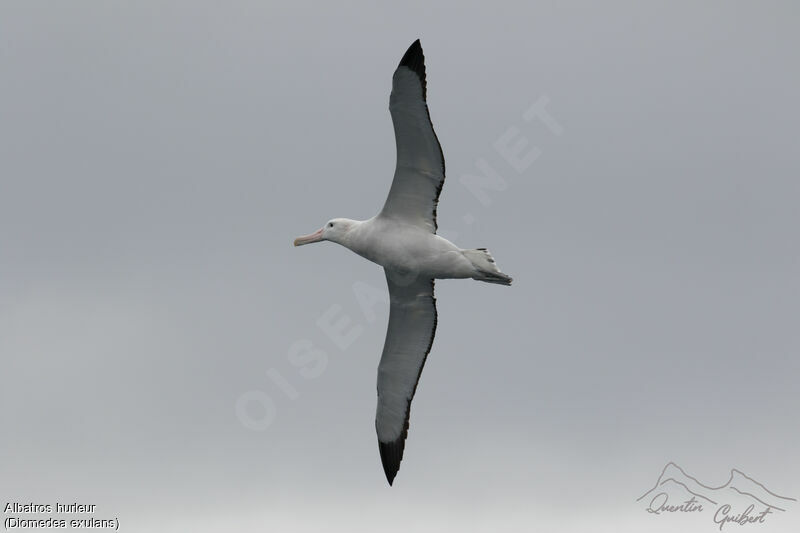 Snowy Albatross