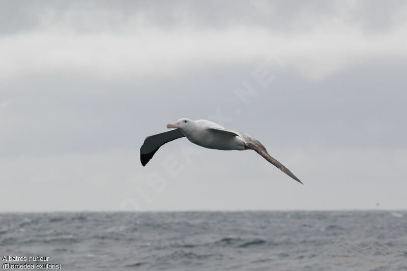 Albatros hurleur