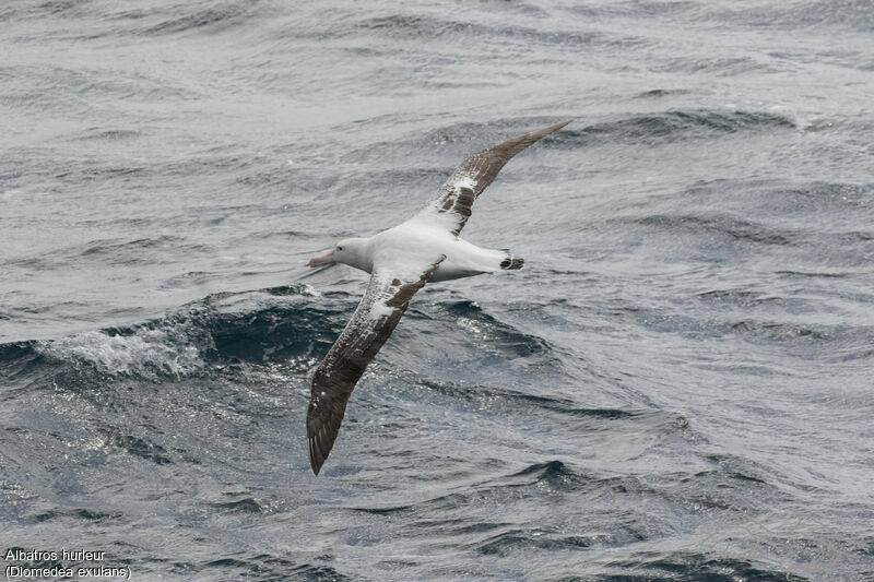 Snowy Albatross