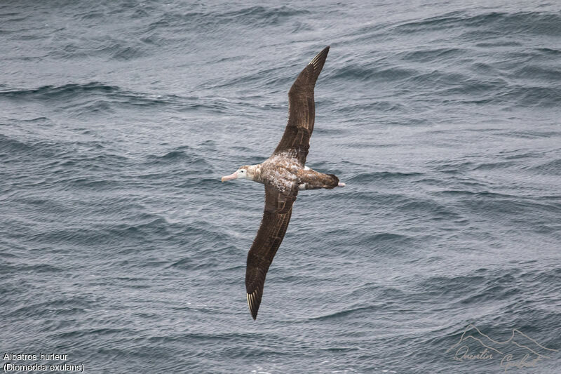 Snowy Albatross