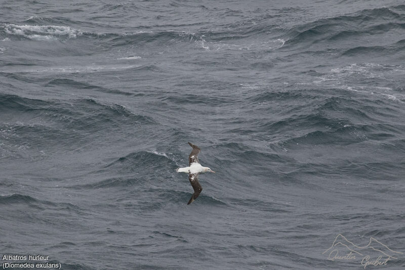 Snowy Albatross