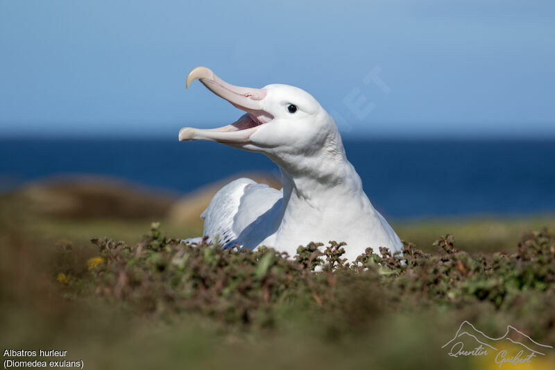 Snowy Albatrossadult, identification