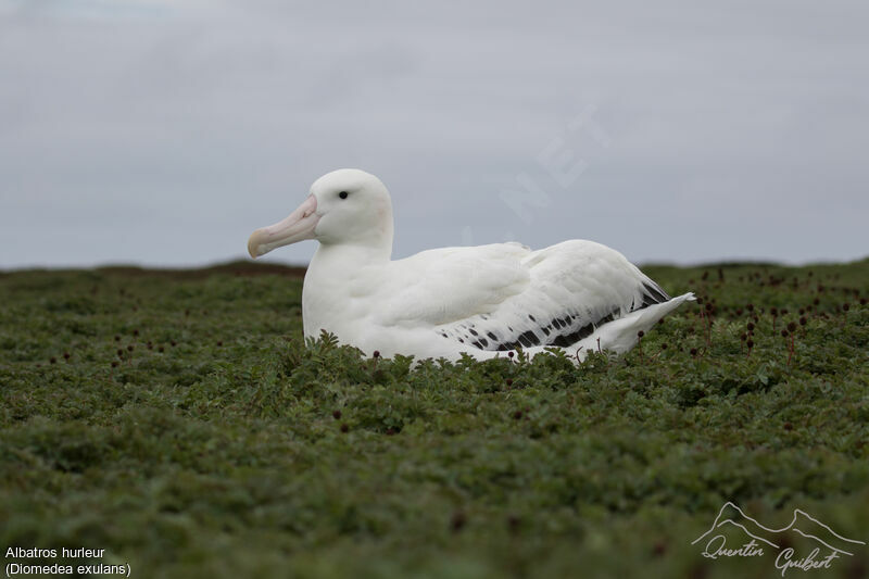 Snowy Albatross