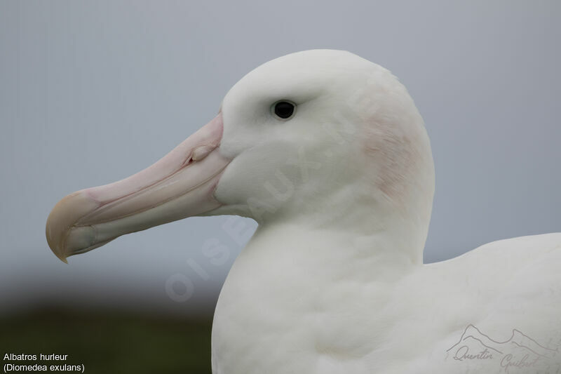 Snowy Albatross