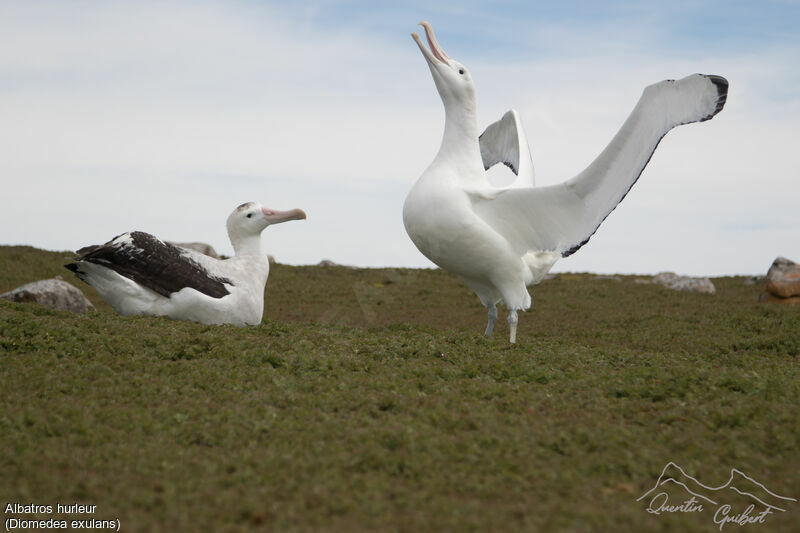 Snowy Albatross