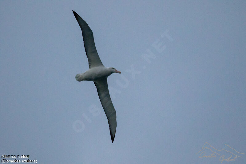 Snowy Albatross