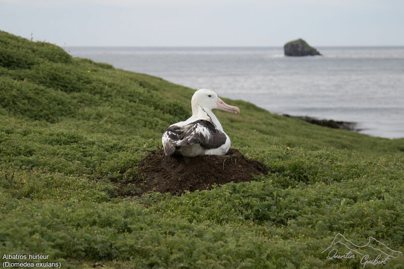 Snowy Albatross