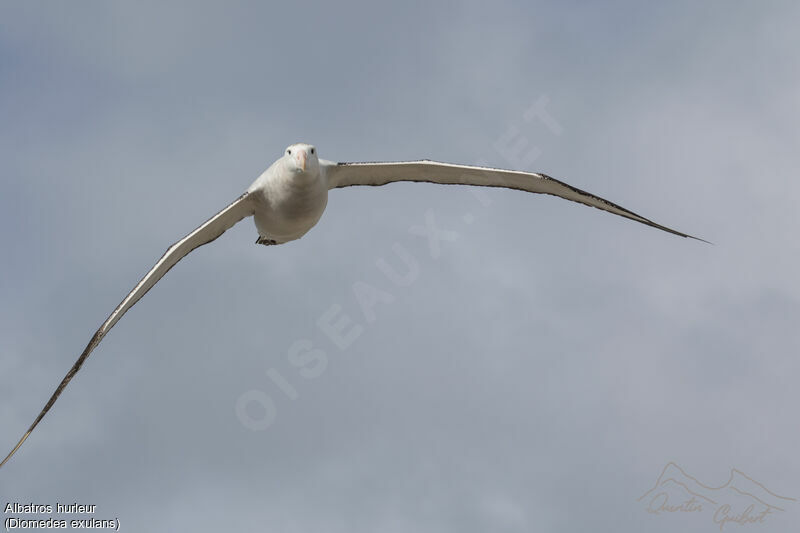 Snowy Albatross