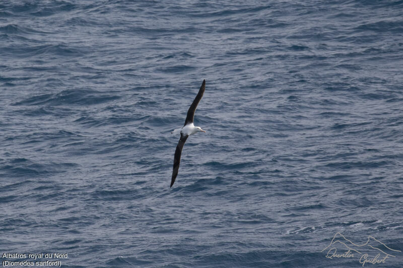 Northern Royal Albatross