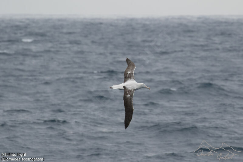 Southern Royal Albatross