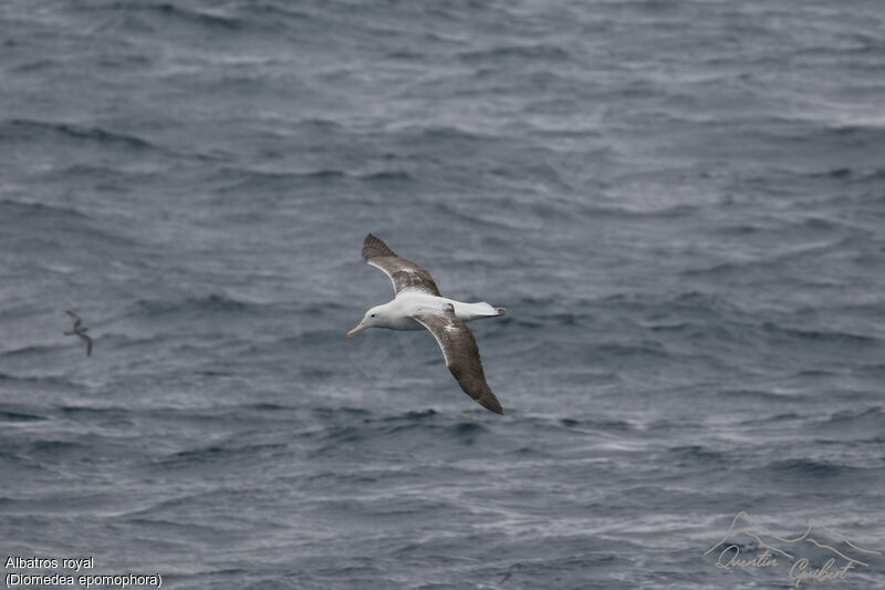 Albatros royal