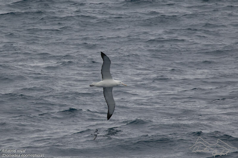 Southern Royal Albatross