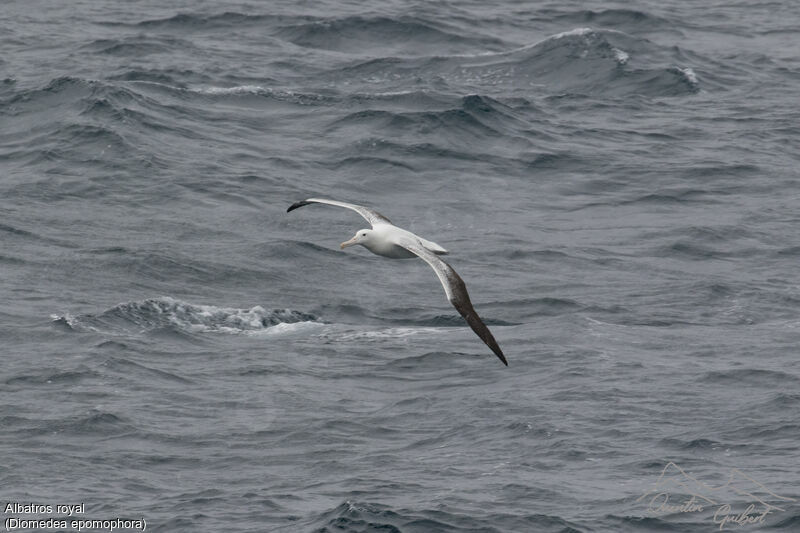 Southern Royal Albatross