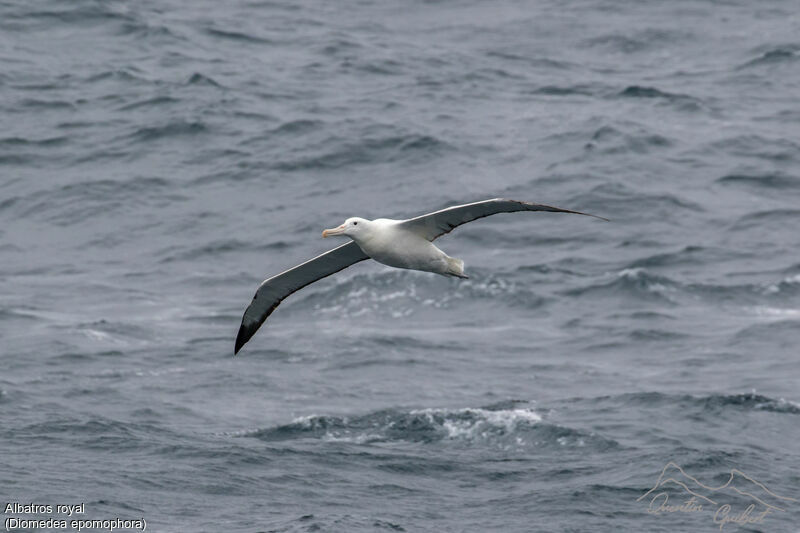 Southern Royal Albatross