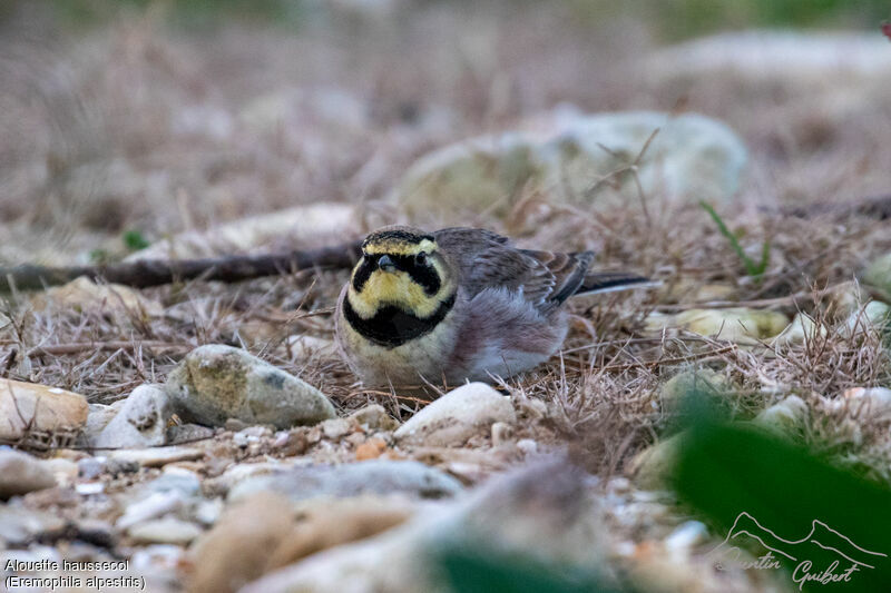 Horned Lark