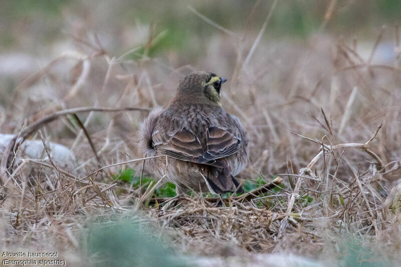 Horned Lark