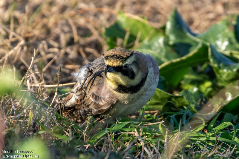 Horned Larkadult post breeding, identification