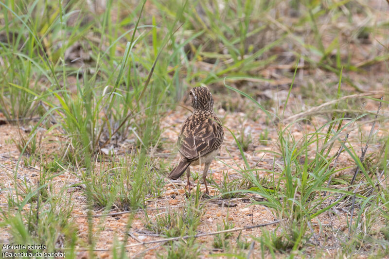 Sabota Lark