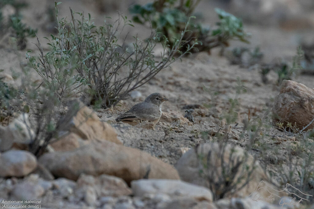 Ammomane isabelline