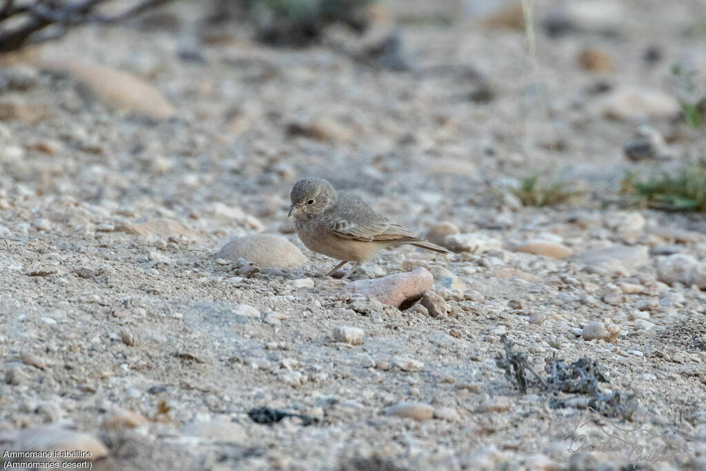 Ammomane isabelline, marche