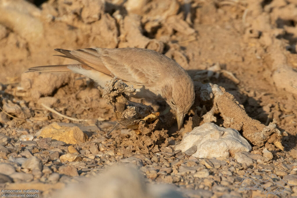 Ammomane isabelline