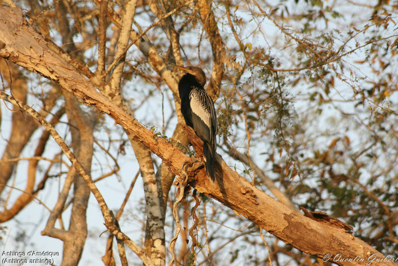 Anhinga d'Amérique