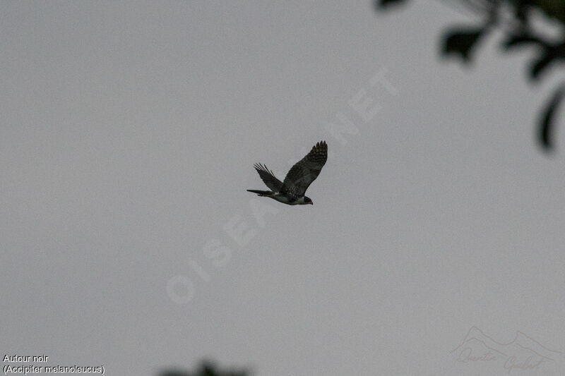 Black Sparrowhawkadult, identification, Flight