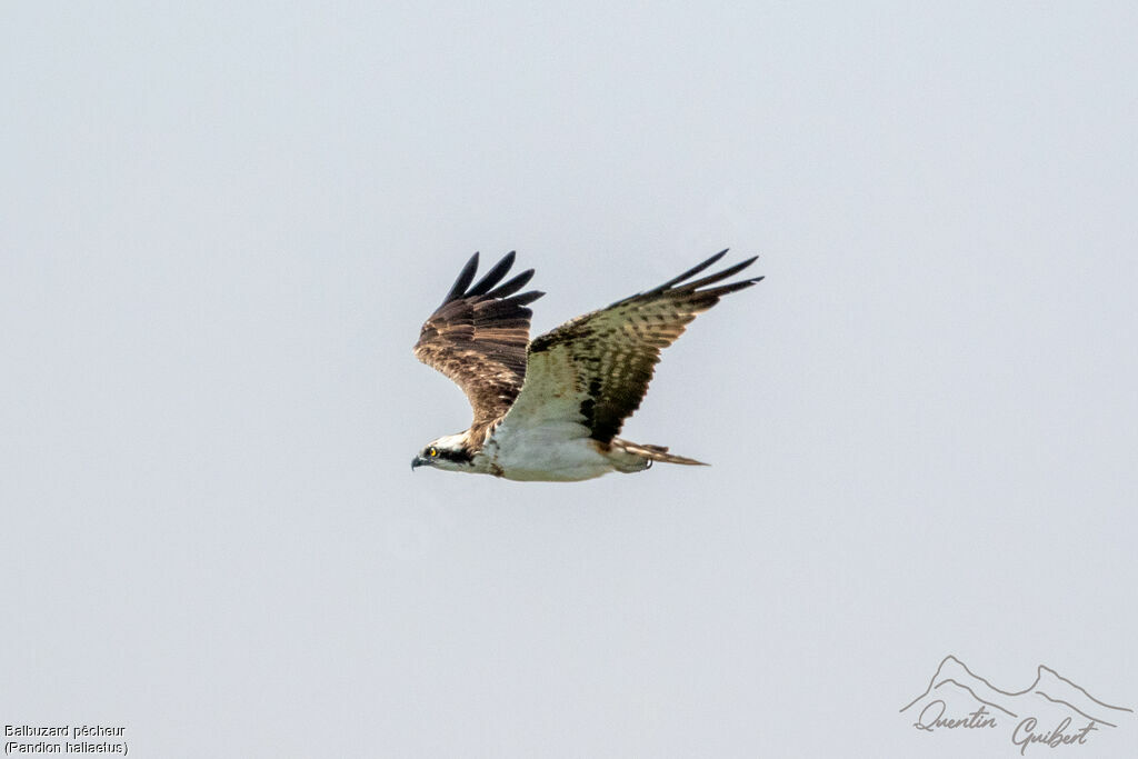 Balbuzard pêcheur, Vol