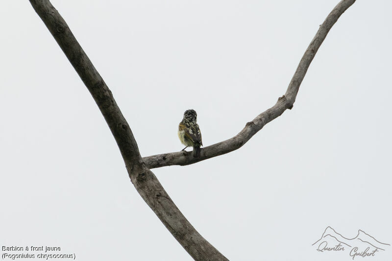 Yellow-fronted Tinkerbird