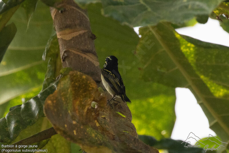 Yellow-throated Tinkerbird