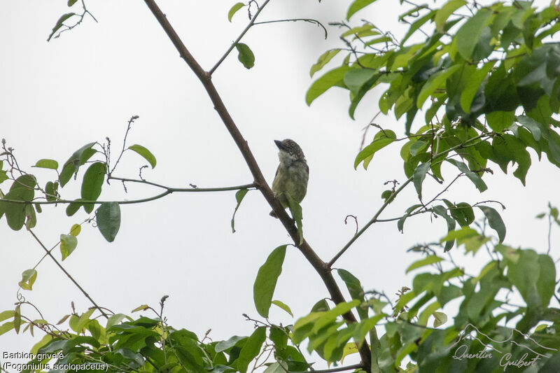 Speckled Tinkerbird