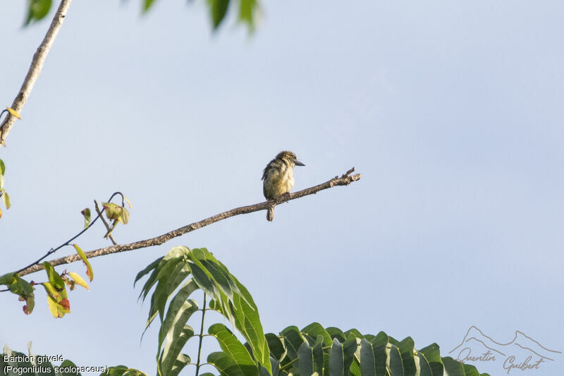 Speckled Tinkerbird