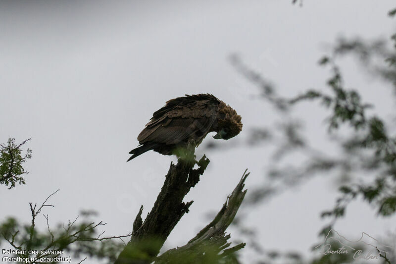 Bateleur des savanes