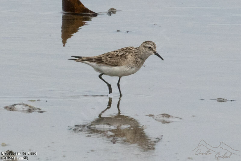 Baird's Sandpiper