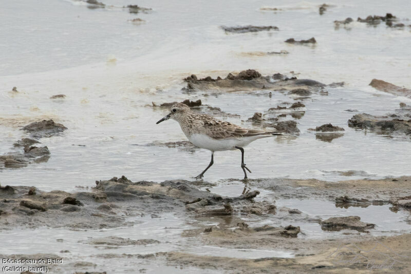 Baird's Sandpiper