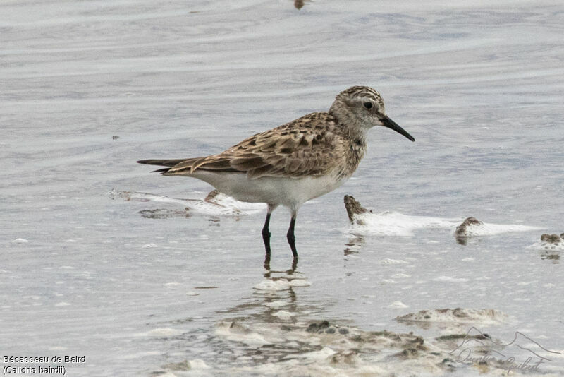 Baird's Sandpiper