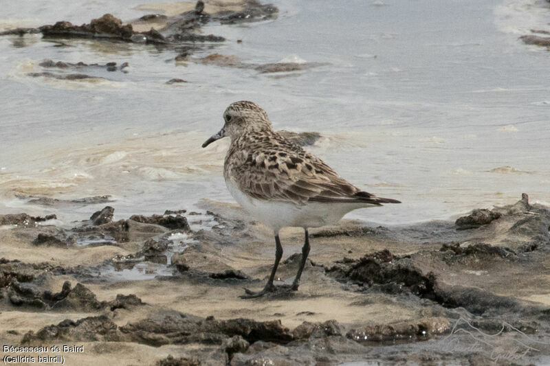 Baird's Sandpiper