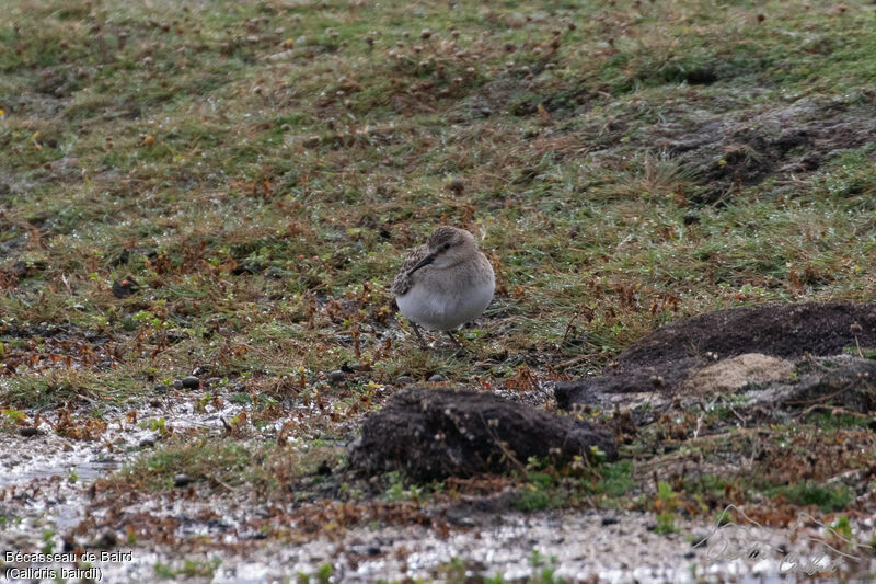 Baird's Sandpiper