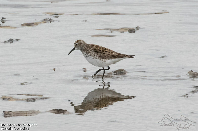 White-rumped Sandpiper