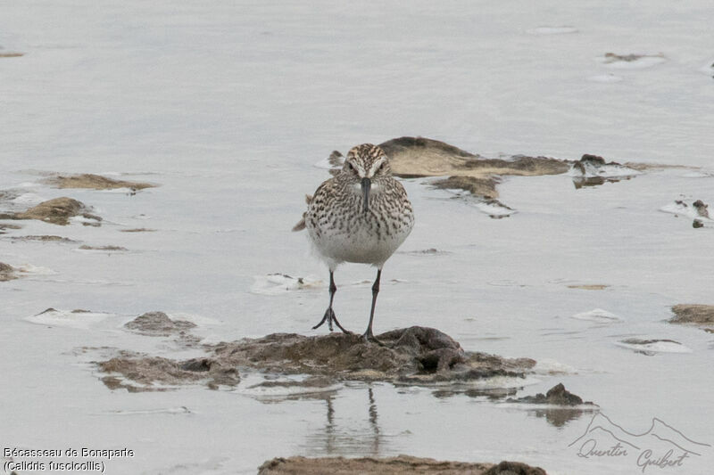 White-rumped Sandpiper, walking