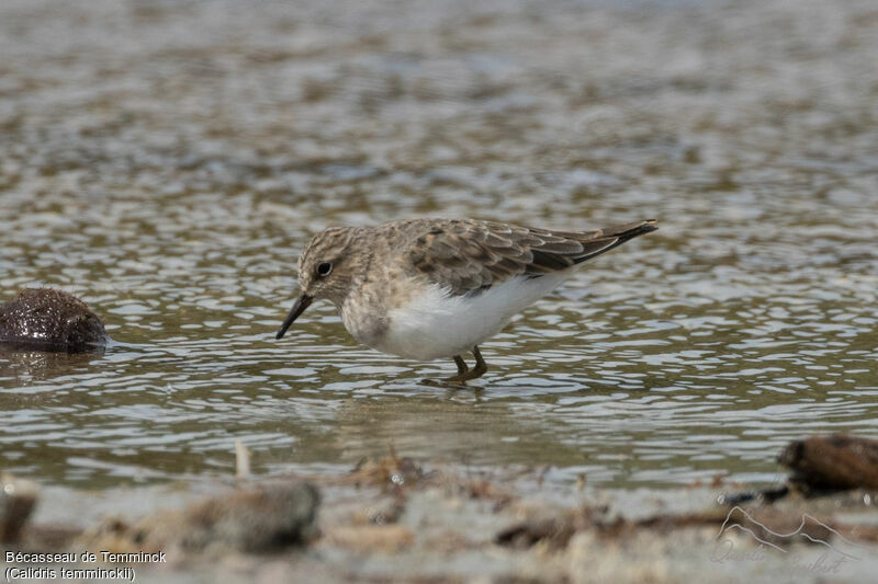 Temminck's Stint