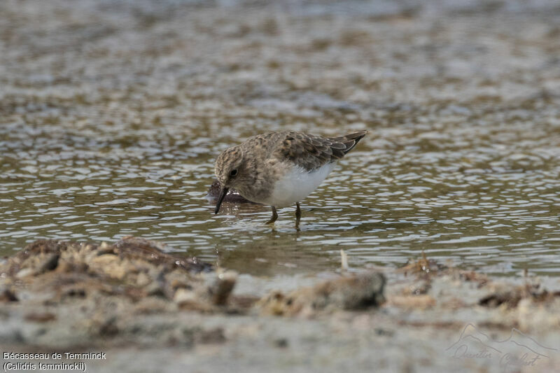 Bécasseau de Temminck, identification, marche