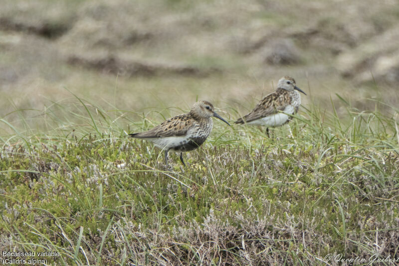 Bécasseau variableadulte nuptial, habitat