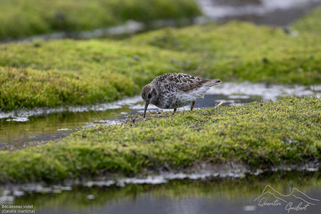 Purple Sandpiperadult breeding, identification, eats