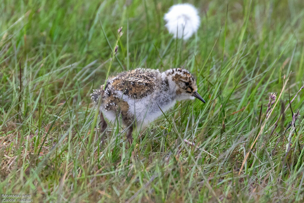 Bécasseau violetPoussin