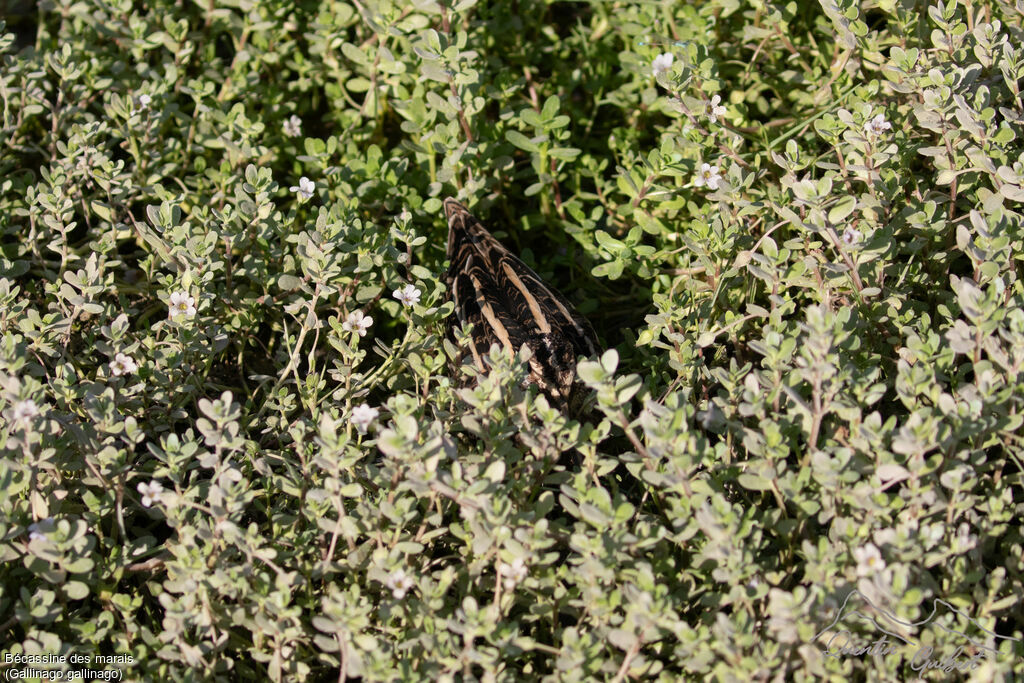 Common Snipe, camouflage