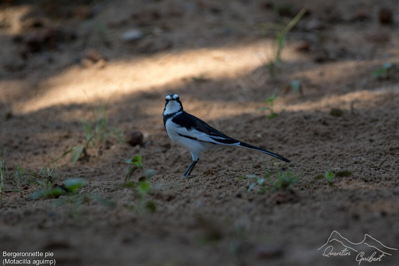 African Pied Wagtailadult